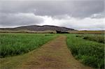 path and track through the countryside in county kerry ireland