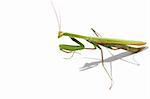 beetle  walking-sticks on isolated white background macro close-up photo