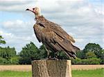 the vulture a stunning bird of prey