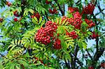 Ripe red rowan berry in autumn