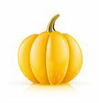 ripe orange pumpkin vector illustration isolated on white background