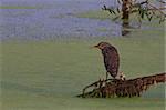 a juvenile of black crowned night heron (Nycticorax nycticorax)