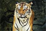 Face to face with an adult Sumatran tiger