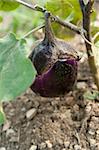 young eggplant fruit growing in the garden