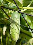 Green cucumber in a garden