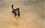 Dog Waiting Expectantly in Water