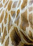 Close Up of Giraffe Skin