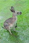 Kangaroo standing on flooded meadow, its feet are barely visible. Captured in Queensland during Australias wettest year 2011