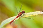 An image of a nice red dragonfly