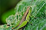 grasshopper in green nature or in the garden