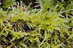 Closeup of a moss in a forest, light green background