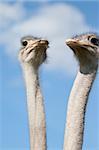 Two ostriches on a farm in Borlänge, Sweden