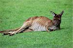 A Colourful photo of a Wild Kangaroo in Melbourne Australia