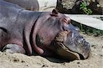 hippo in the zoo lies and sleeps
