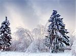 Winter landscape with the oblique birch tree