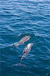 Wild dolphins in the lagoon in front of Moorea, French Polynesia.