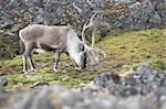 Wild Arctic reindeer