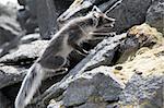 Arctic fox in natural habitat - Arctic, Svalbard