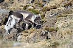Arctic fox hunting for birds - Arctic, Svalbard