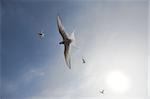 Wild Arctic terns flying