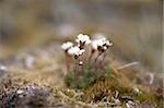 Arctic tundra flowers (purple saxifraga)