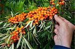 Picking ripe and healthy sea-buckthorn berries