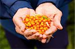 Close-up of hands holding delicious and healthy ripe sea-buckthorn berries