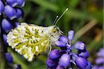 butterfly sitting on flower in spring