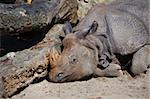 rhino from the zoo lies and sleeps