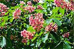 Pink flowers decorative chestnut as a background