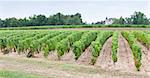 vineyard, Sauternes Region, France