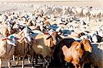 sheep herd, Castile and Leon, Spain