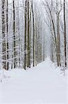 snowy road, Czech Republic