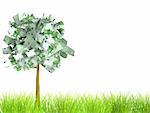 Money tree. Isolated over white