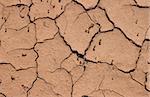 Dry cracked clay ground backdrop with some small plants