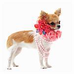 portrait of a cute purebred chihuahua with pearl collar in front of white background