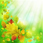 Autumn background with colorful leaves and place for text. Vector illustration