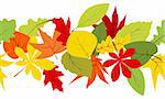 Seamless border with different autumn leaves on white background