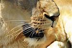 yellow lioness nose and opened mouth closeup