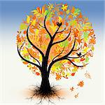 Colorful autumn tree isolated on sky background