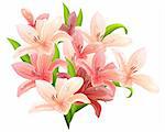 Big bunch of lilies isolated on white background