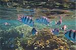 lots of colorful fish sea diving in the clear