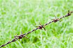 Barbed wire against green background