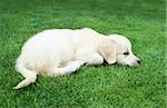 Golden retiever labrador puppy on the green grass