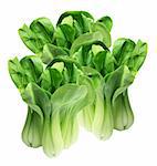 Chinese Cabbage on White Background