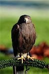 head to head with a majestic Harris Hawk looking towards the camera