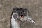 ostrich portrait, close-up head