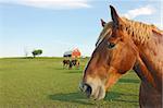 Portrait of a horse at Prophetstown State Park, Tippecanoe County, Indiana, with a barn in the background, green grass, blue sky and space for copy