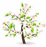 Blossoming apple tree with flowers and green leaves