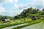 terraced rice field landcape in bali indonesia